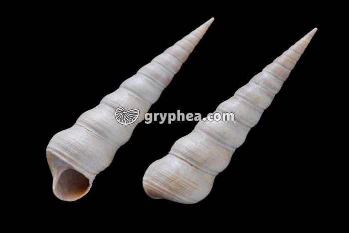 Turritella sulcifera (Bartonien) - gryphea.org